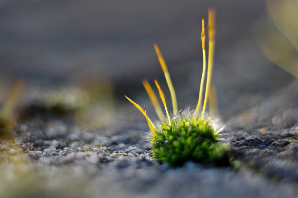 Moss Island