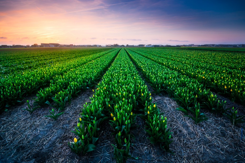 The Tulip season is about to begin! Get your gear out! Checkout last years experiences in my blog http://www.martijnvandernat.nl/always-have-a-backup-plan/