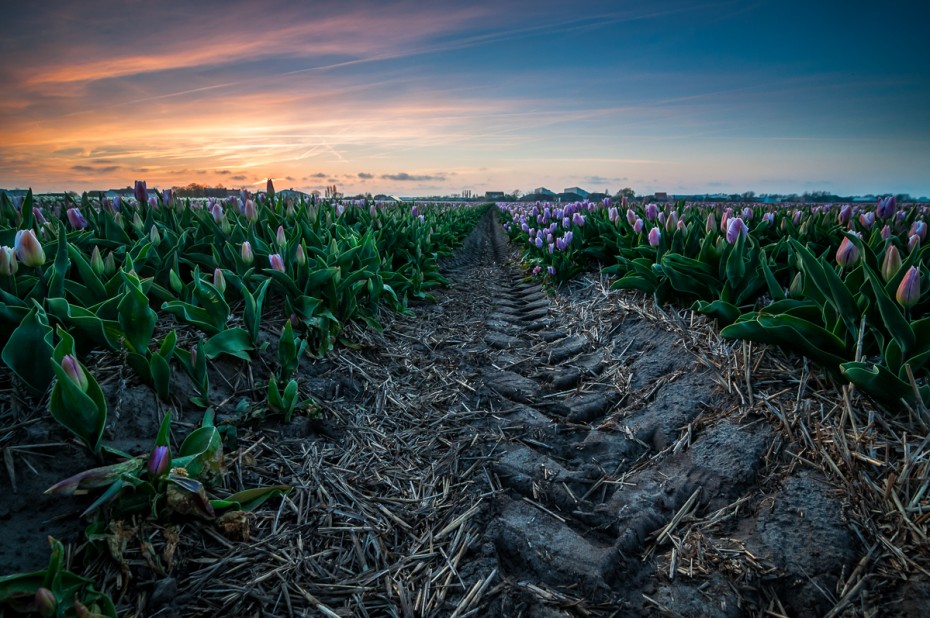 Tulip Tracks