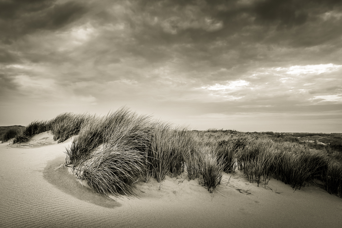 Asperity - martijnvandernat.nl Taken at Katwijk, the Netherlands 1/30th sec, f4,5, ISO400, 14 mm, tripod, polarizer, remote. I love the natural ruggedness in this image, it makes me pause and admire nature and creation. Read more on this image (and others from this series) and how it came to be on my blog: www.martijnvandernat.nl/ #marrangrass #dunes #landscape #photography